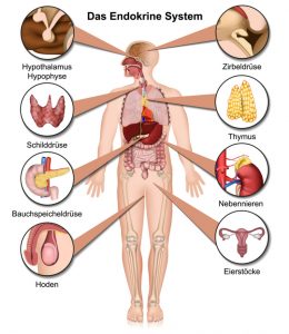 Hormonsystem