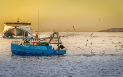 Wie viel Fisch ist eigentlich noch gesund?