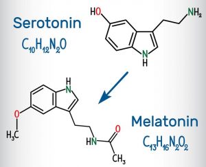 Das „Glückshormon“ Serotonin wird zum „Schlafhormon“ Melatonin 